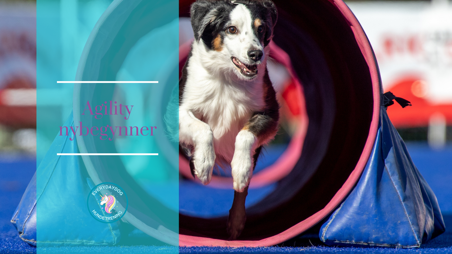 Agility - nybegynnerkurs