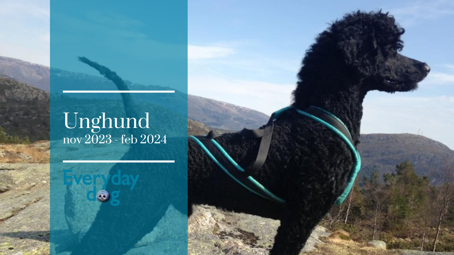 Unghund - 12 uker