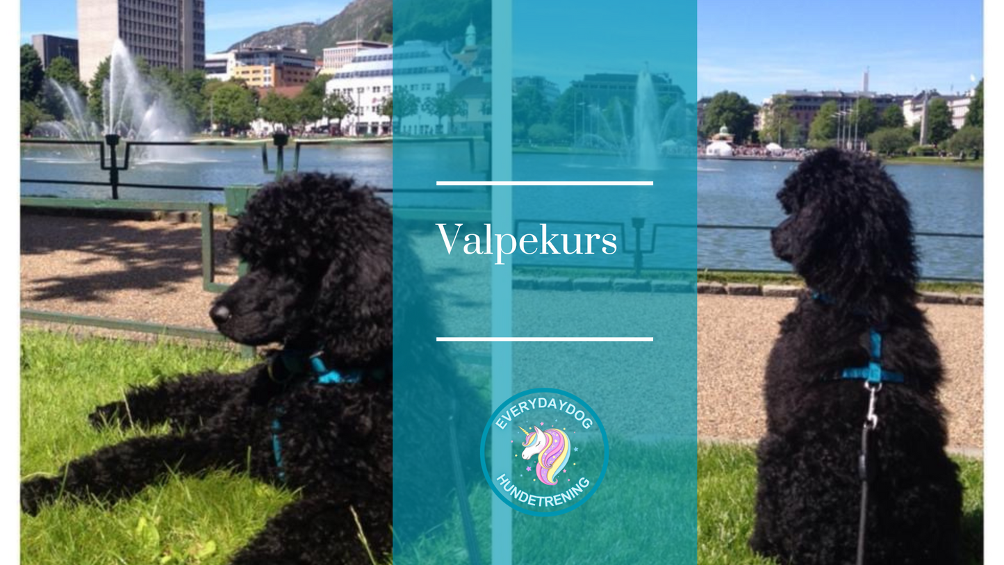 Valpekurs - oppstart 30.september