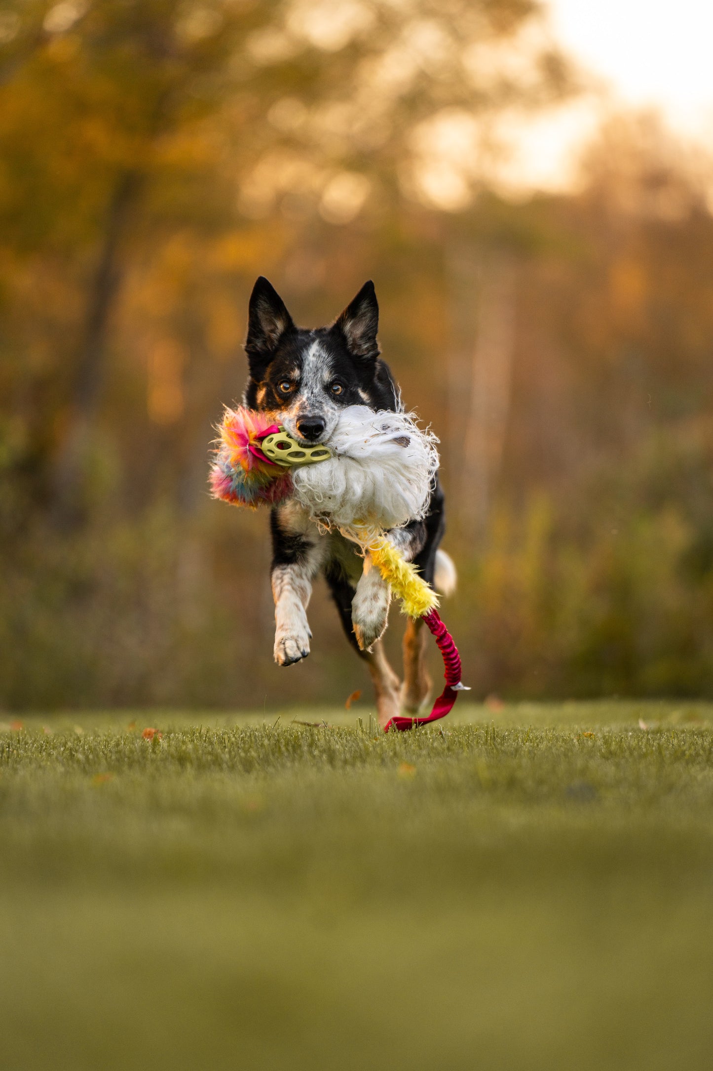 Elastisk Hol-ee Kometjagarkompis L