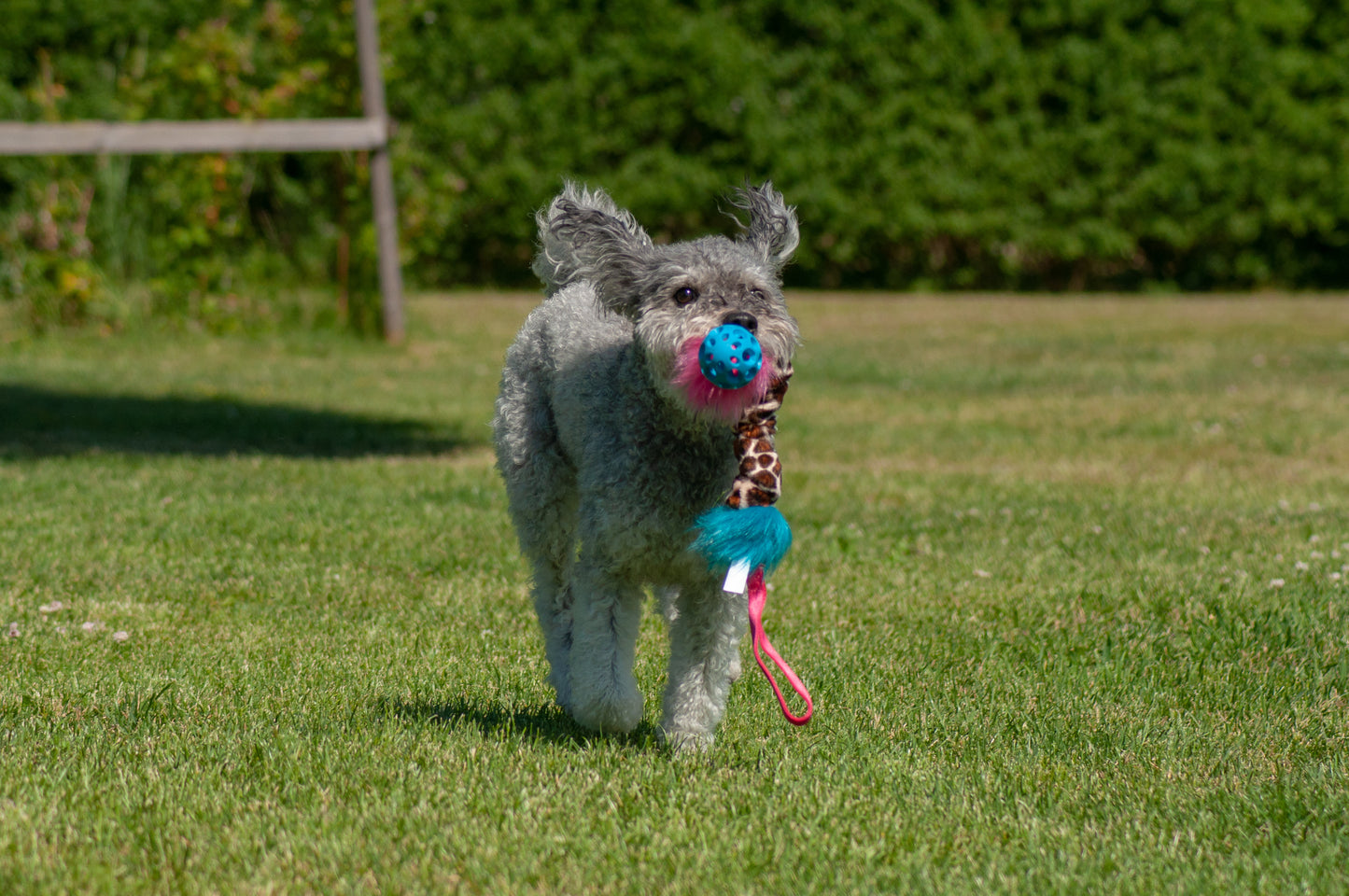 Elastisk Hol-ee Football prasselkampis str S