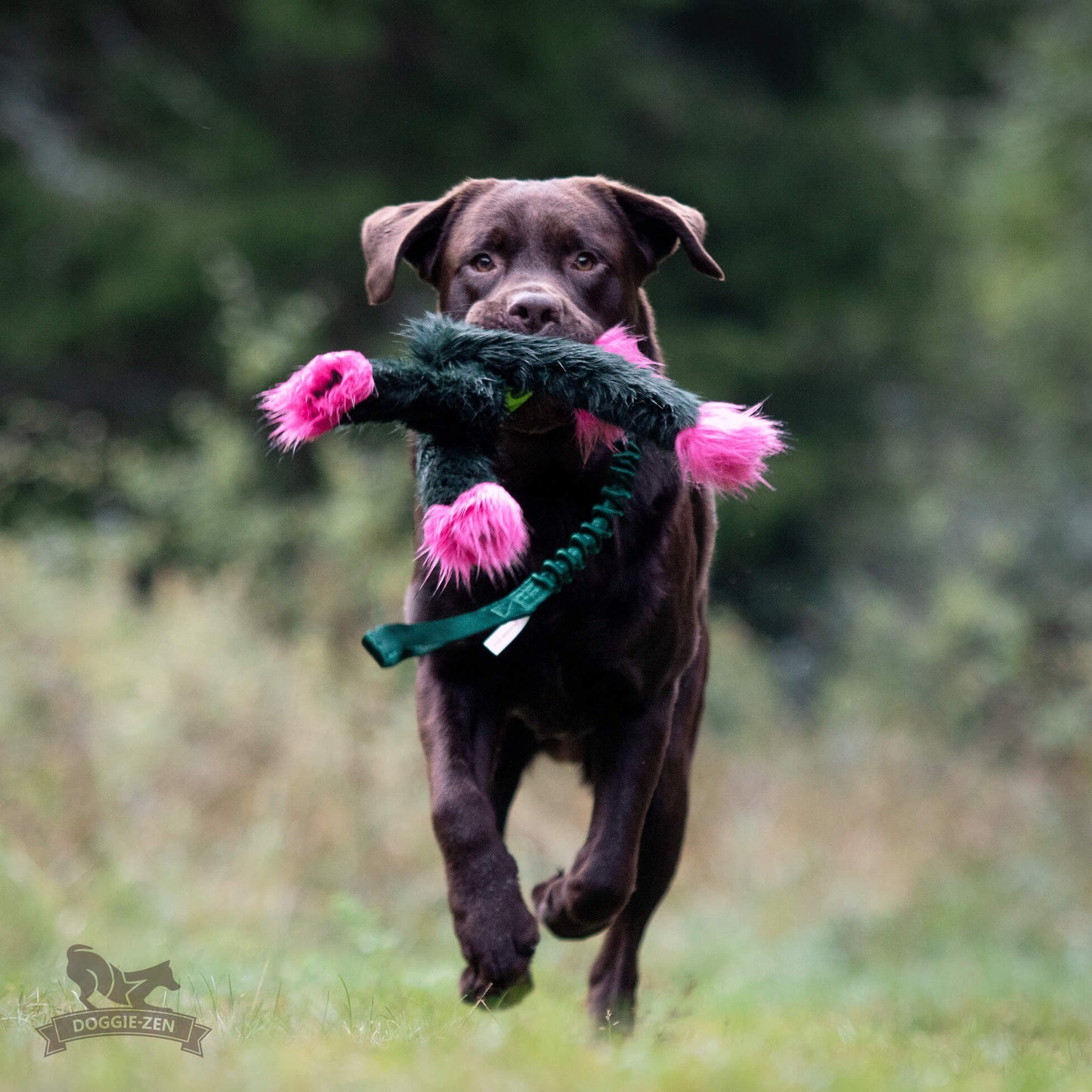 Elastisk Hol-ee blackfiskkampis L (med pip)