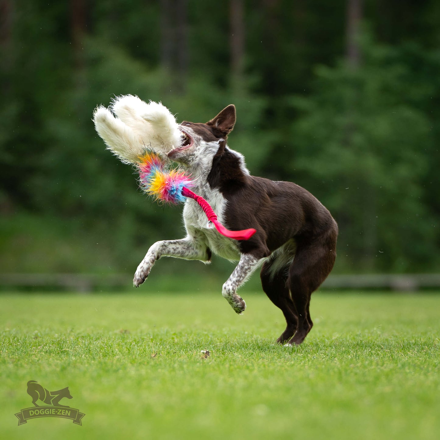Elastisk blackfiskkampis fåreskinn og fuskepels i str L