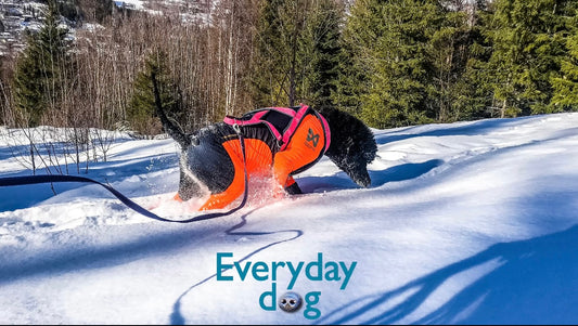 Kan lengden på båndet være en faktor for hvor mye din hund snuser på tur?