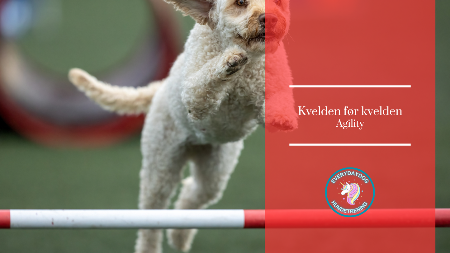Kvelden før kvelden - agility