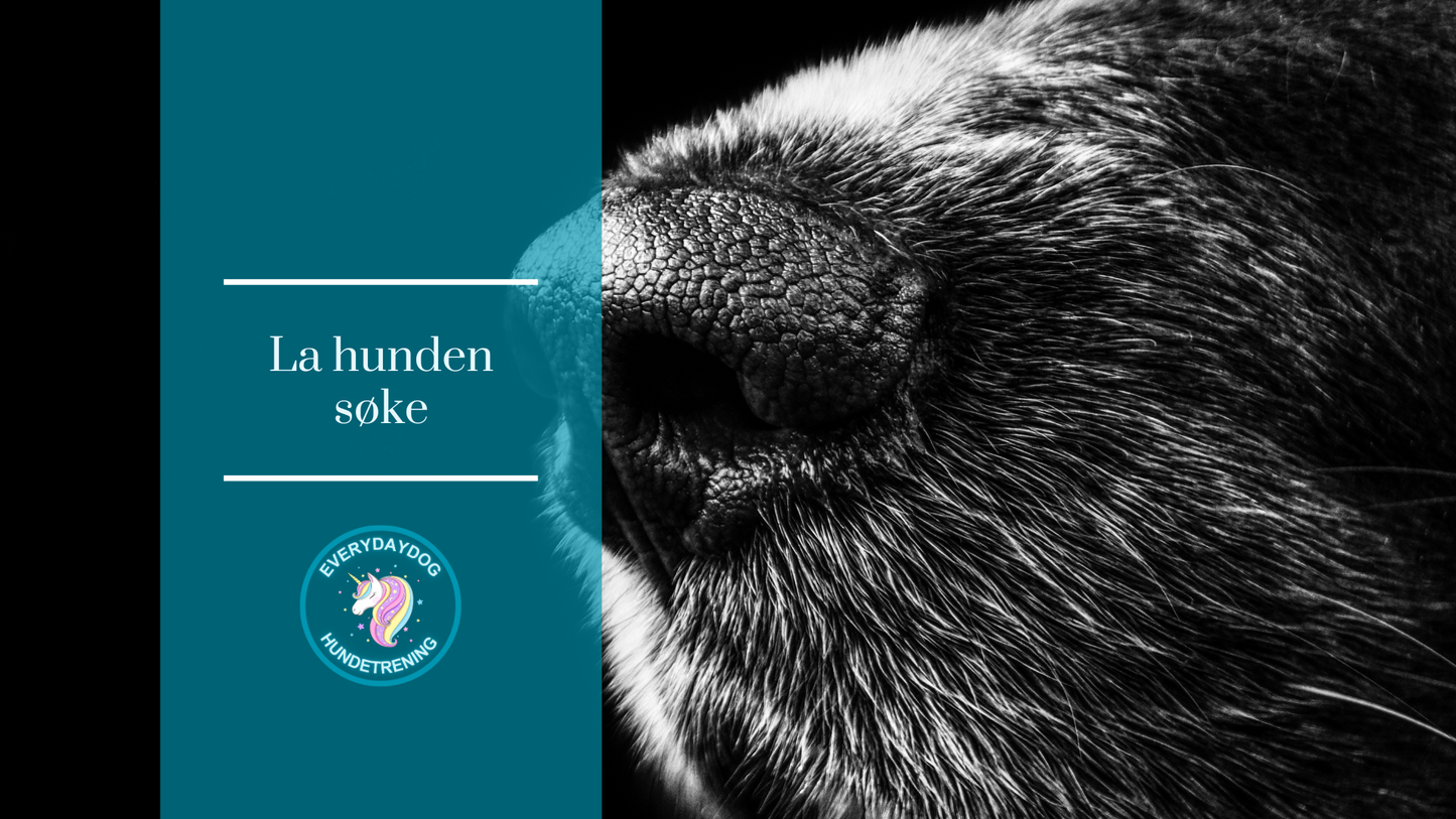 La hunden søke! Ny dato kommer snart