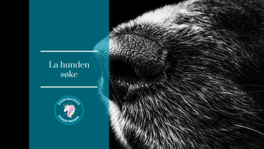 La hunden søke! Ny dato kommer snart