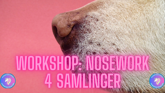 Workshop: Nosework 4 samlinger