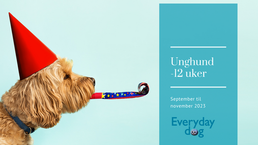 Unghund - 12 uker