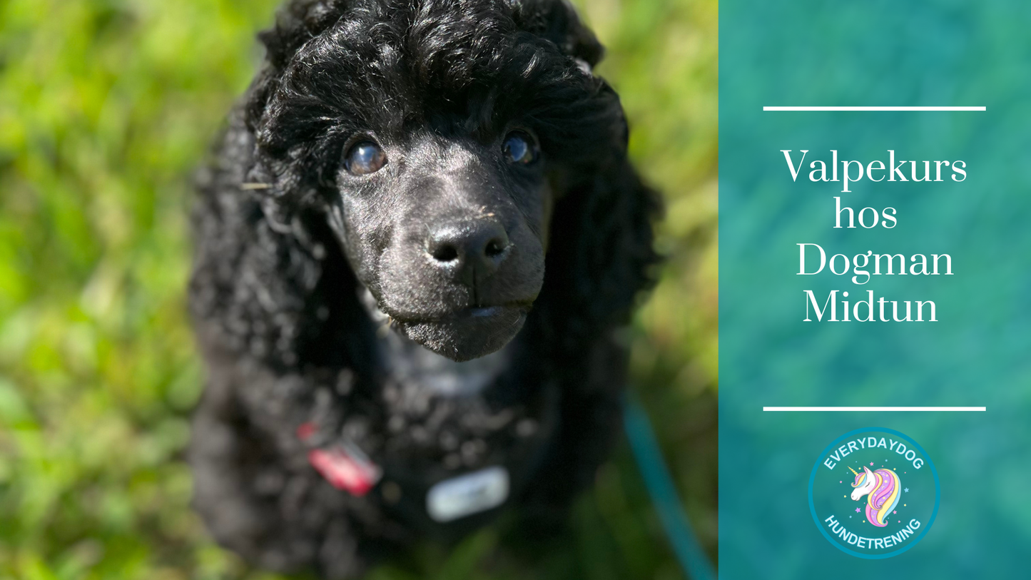 Valpekurs - oppstart 12. januar hos Dogman Midtun