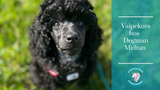 Valpekurs - oppstart 12. januar hos Dogman Midtun