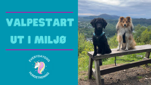 Valpestart - mijøtilvenning og sosialisering i miljø