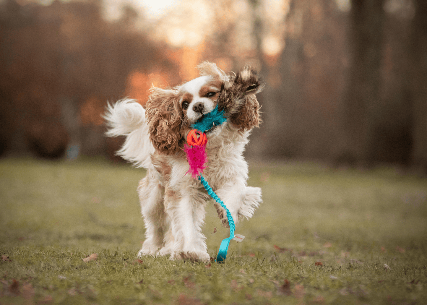 Elastisk Chuckit Air-kompis med vaskebjørnsvans og pip str S