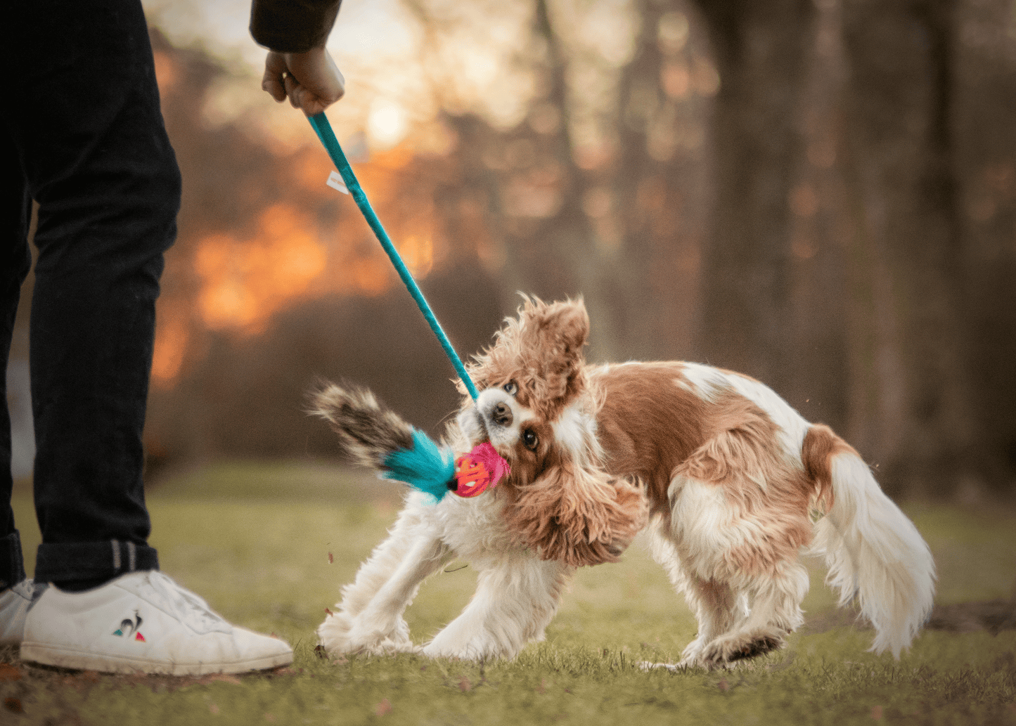 Elastisk Chuckit Air-kompis med vaskebjørnsvans og pip str S