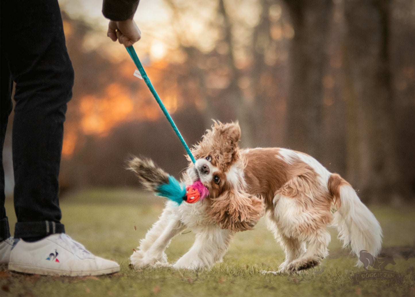 Elastisk Chuckit Air-kompis med vaskebjørnsvans og pip str S