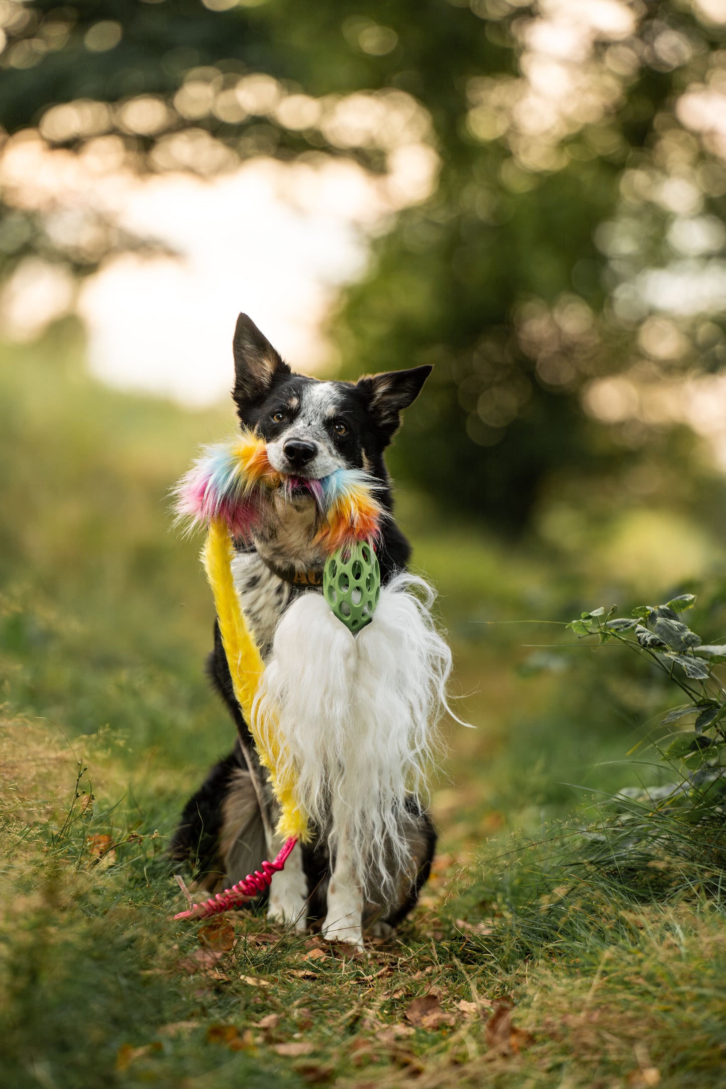 Elastisk Hol-ee Kometjagarkompis L