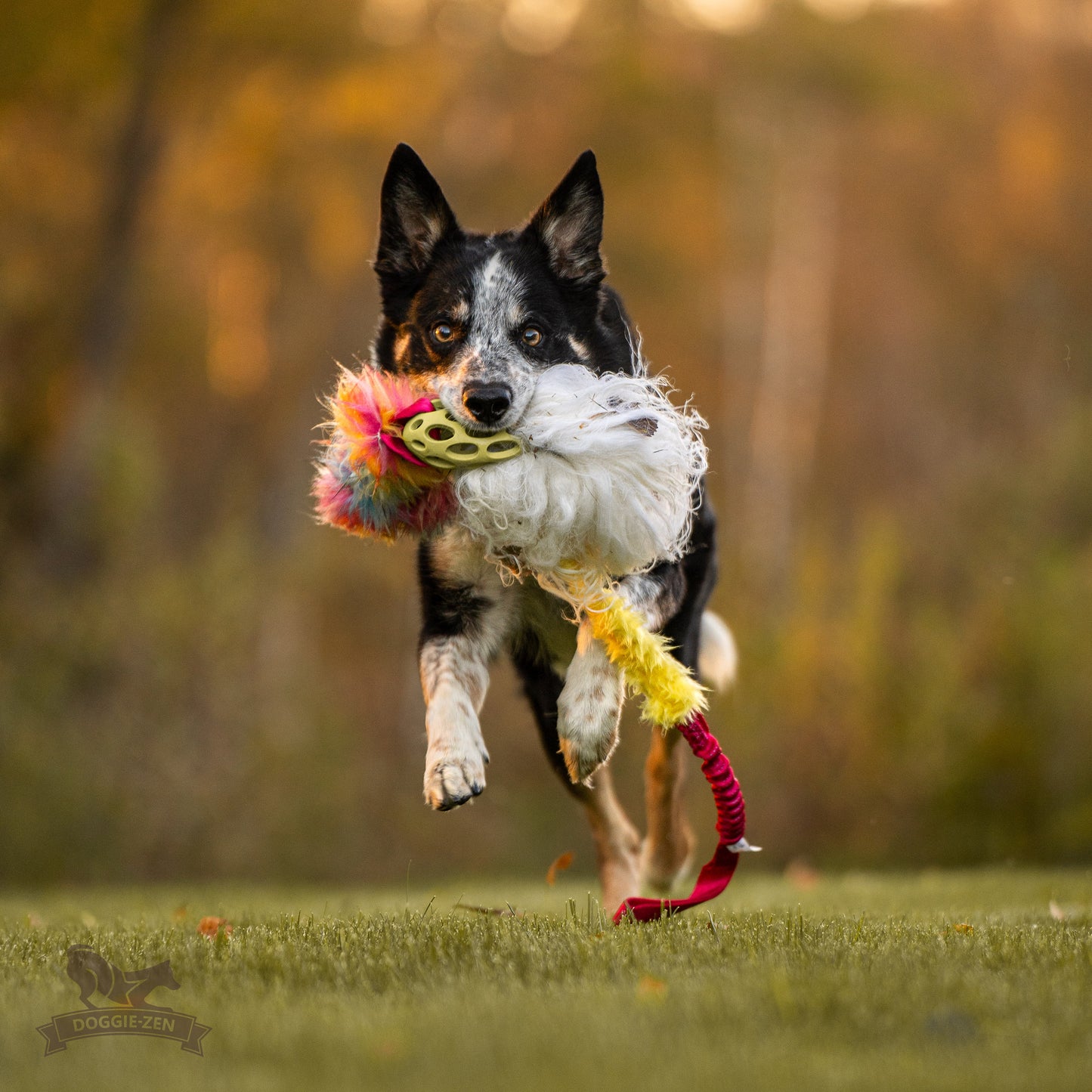 Elastisk Hol-ee Kometjagarkompis L