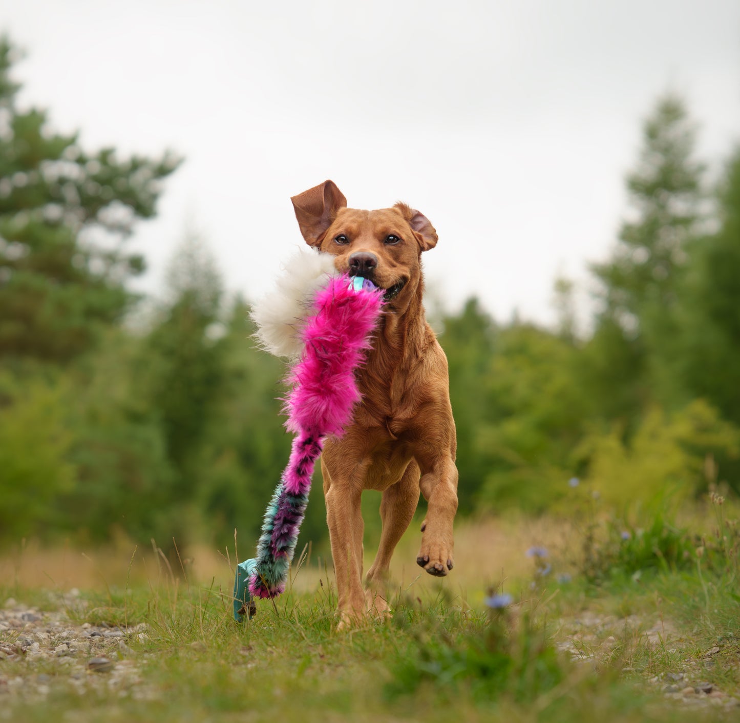 Elastisk Hol-ee Kometjagarkompis L