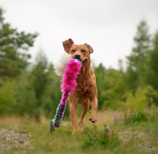 Elastisk Hol-ee Kometjagarkompis L