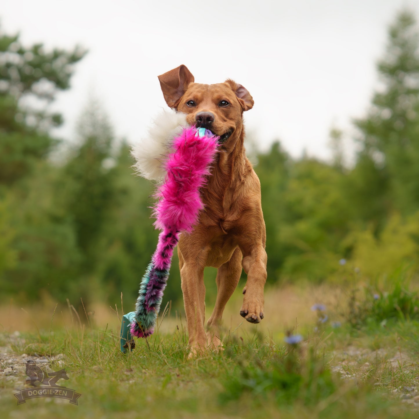 Elastisk Hol-ee Kometjagarkompis L