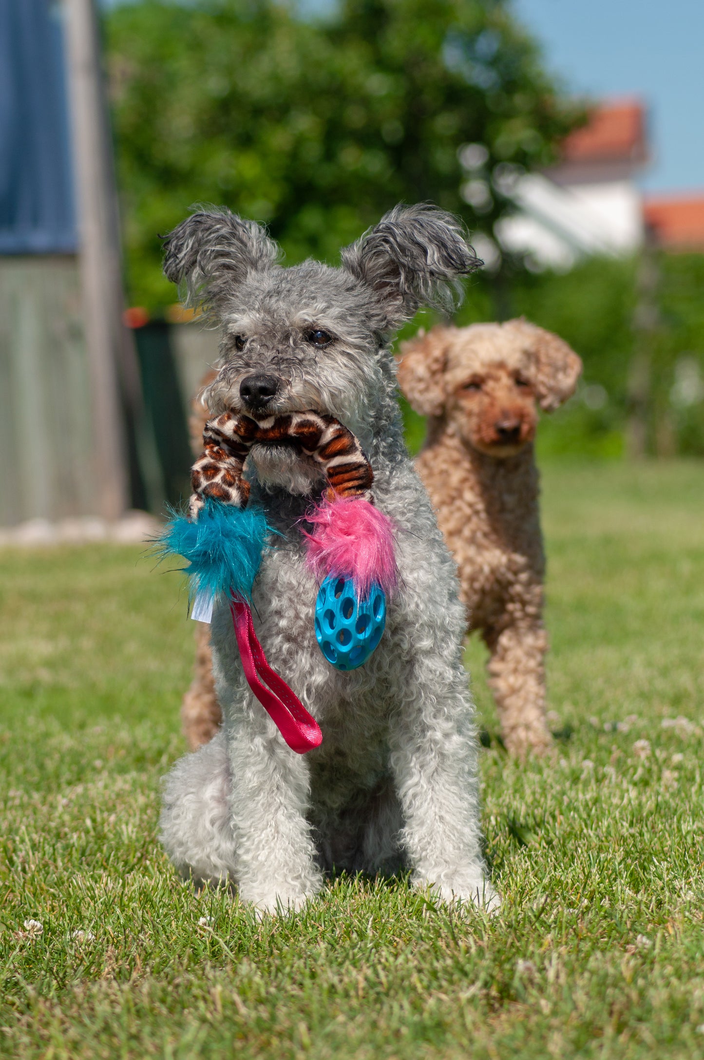 Elastisk Hol-ee Football prasselkampis str S