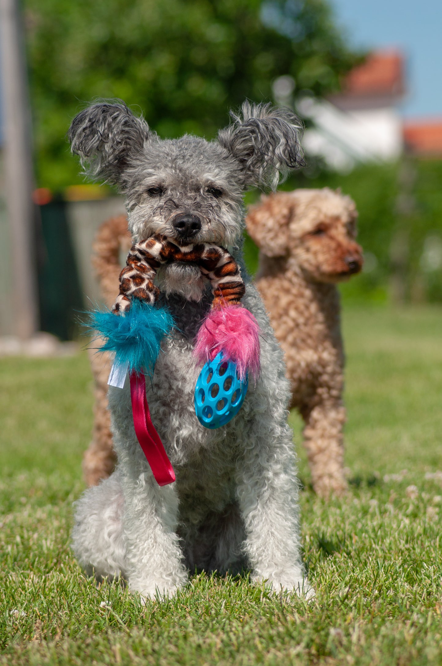 Elastisk Hol-ee Football prasselkampis str S