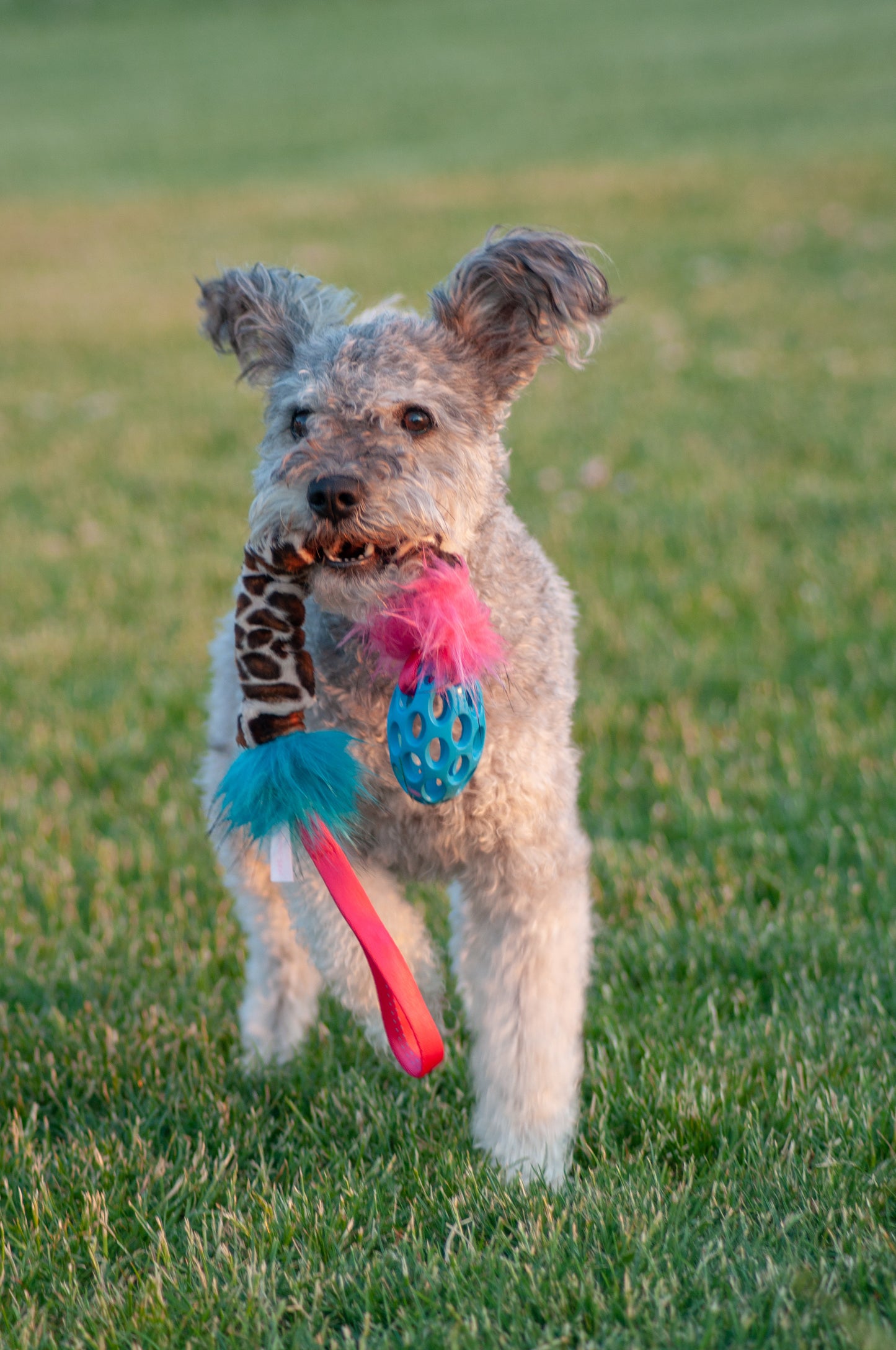 Elastisk Hol-ee Football prasselkampis str S
