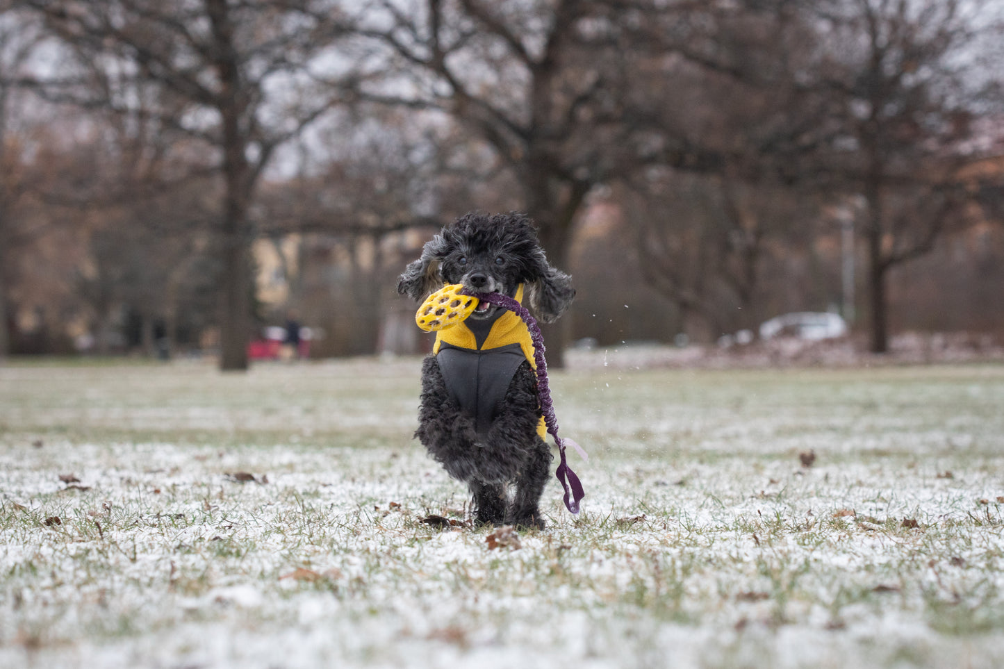 Elastisk Hol-ee football kampis str S