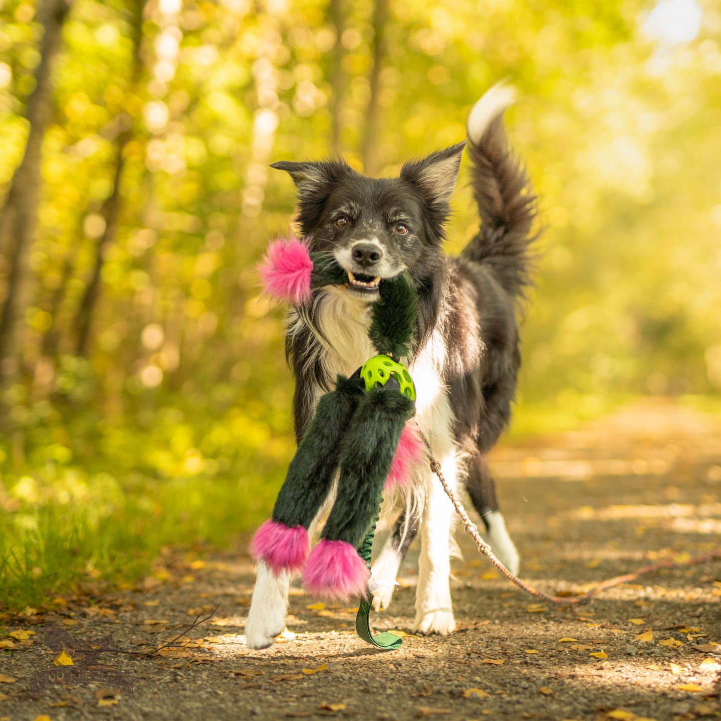 Elastisk Hol-ee blackfiskkampis L (med pip)