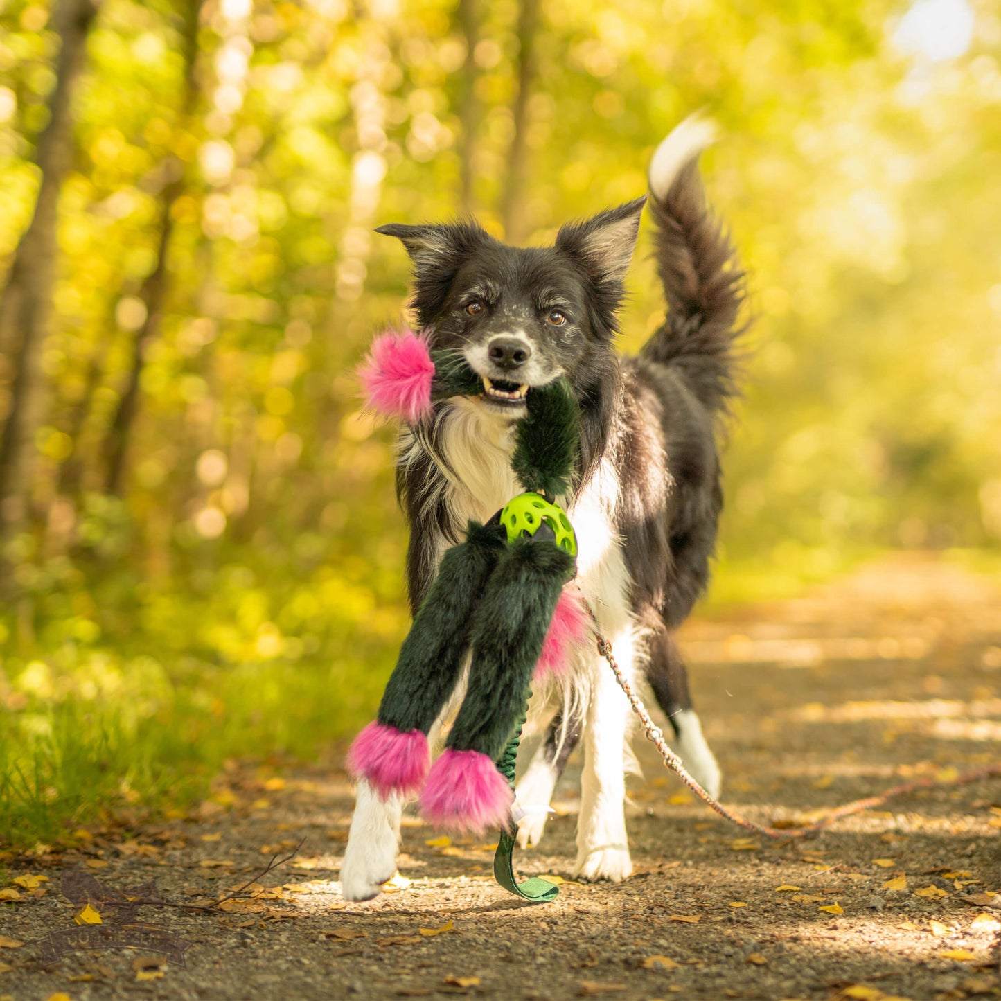 Elastisk Hol-ee blackfiskkampis L (med pip)