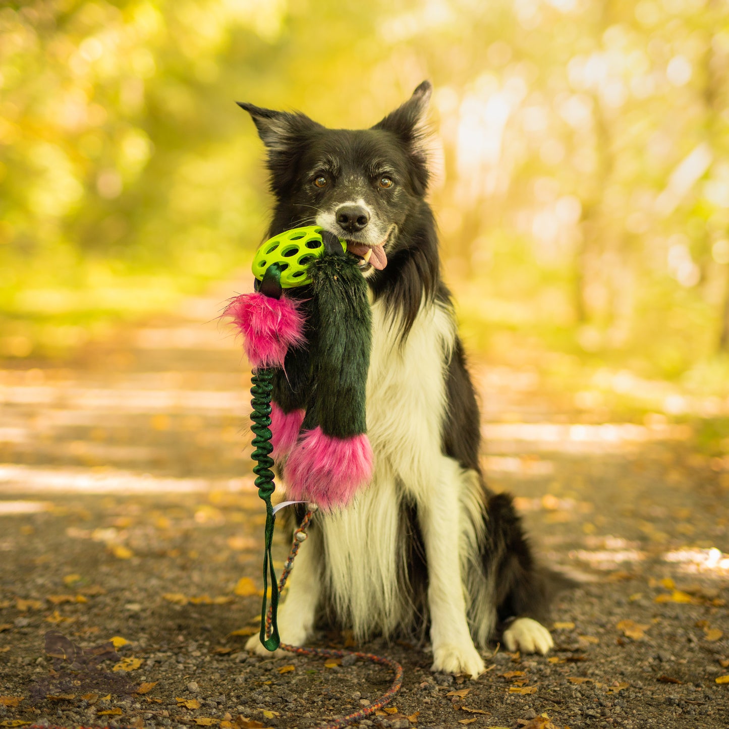 Elastisk Hol-ee blackfiskkampis L (med pip)