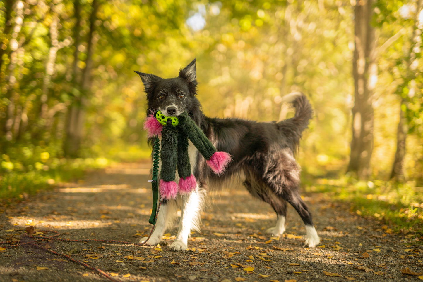 Elastisk Hol-ee blackfiskkampis L (med pip)