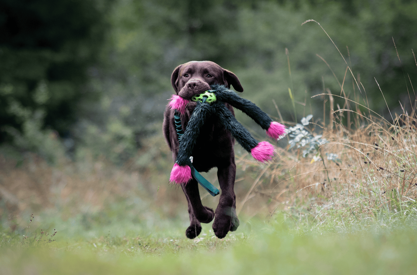 Elastisk Hol-ee blackfiskkampis L (med pip)