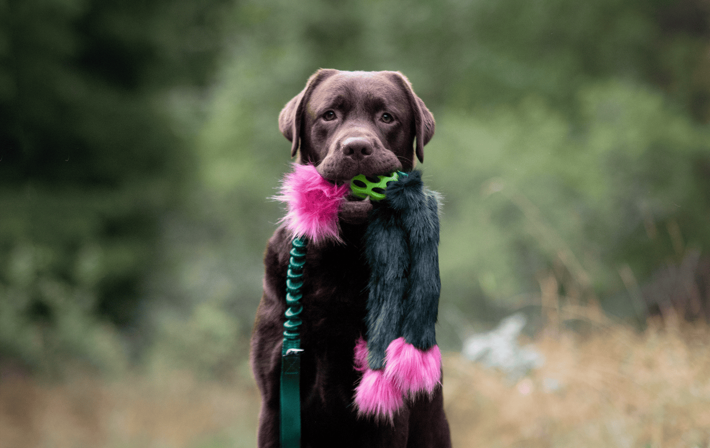 Elastisk Hol-ee blackfiskkampis L (med pip)