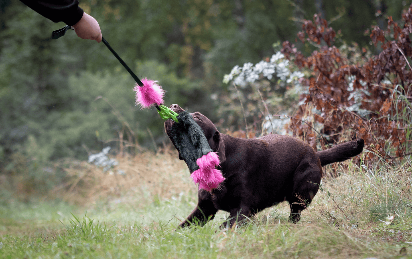 Elastisk Hol-ee blackfiskkampis L (med pip)