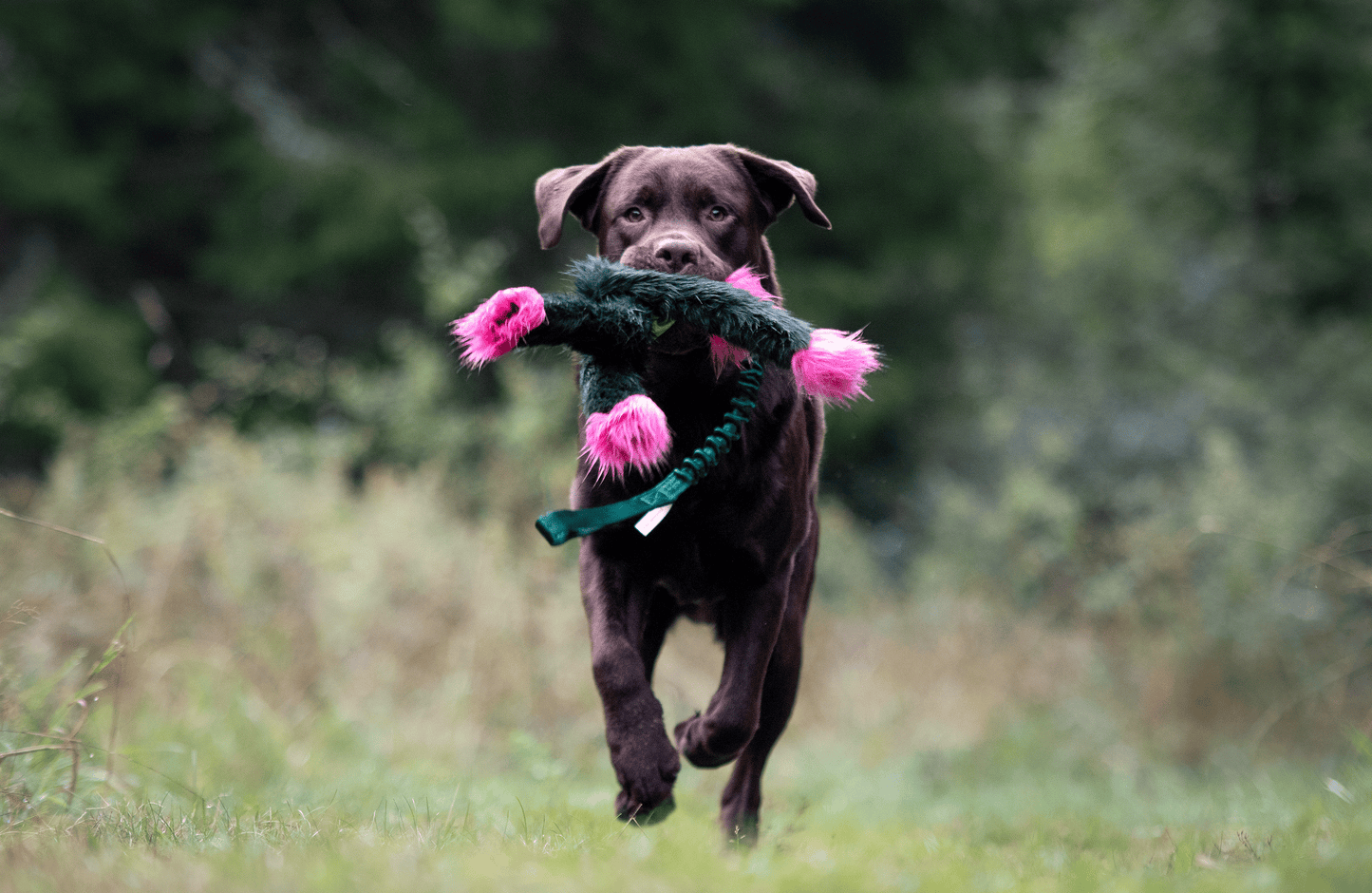 Elastisk Hol-ee blackfiskkampis L (med pip)