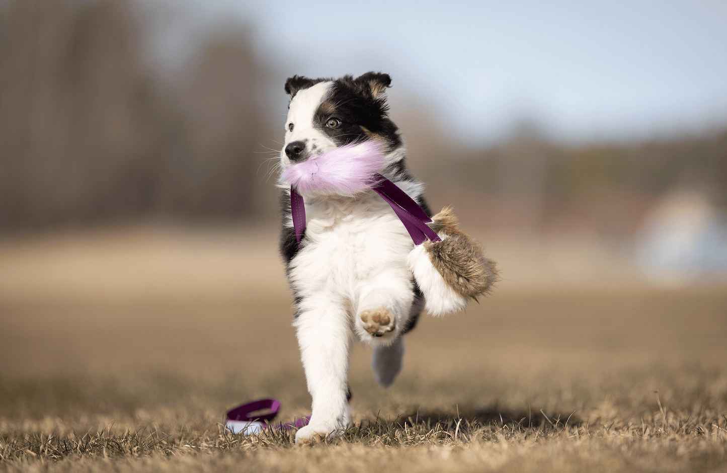 Elastisk blackfiskjager med bever/rev/kanin str S