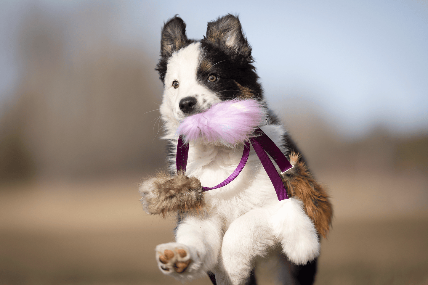 Elastisk blackfiskjager med bever/rev/kanin str S