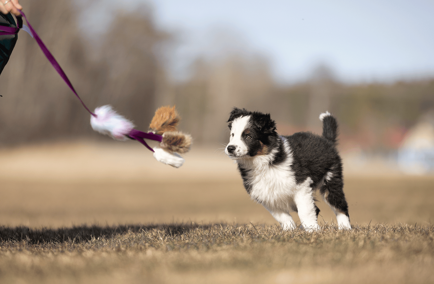 Elastisk blackfiskjager med bever/rev/kanin str S