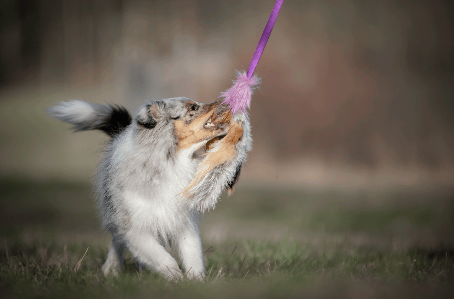 Elastisk blackfiskjager med rev