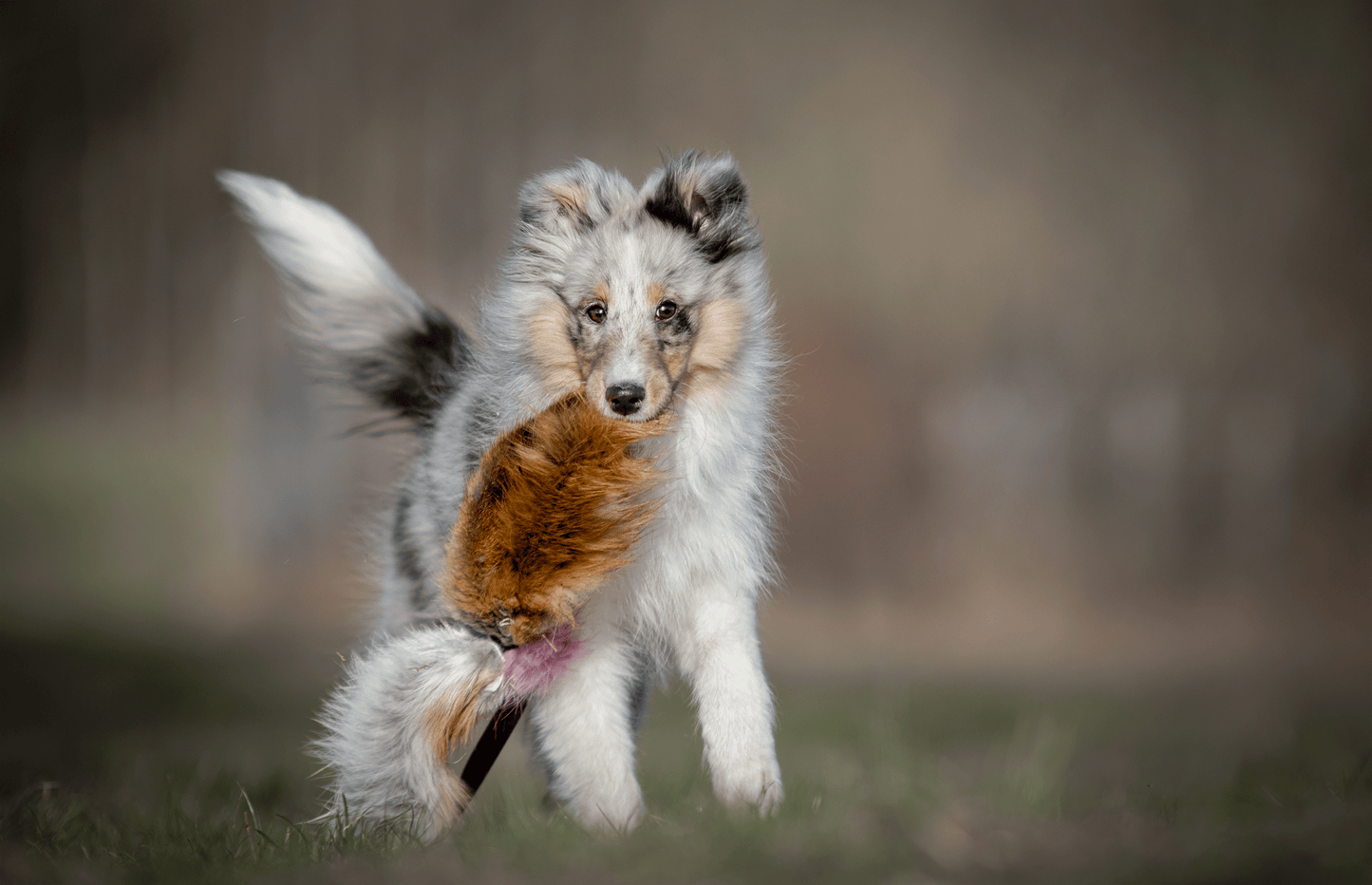 Elastisk blackfiskjager med rev