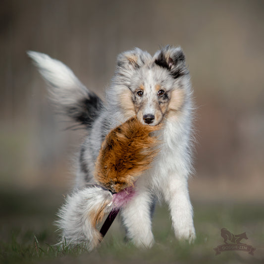 Elastisk blackfiskjager med rev