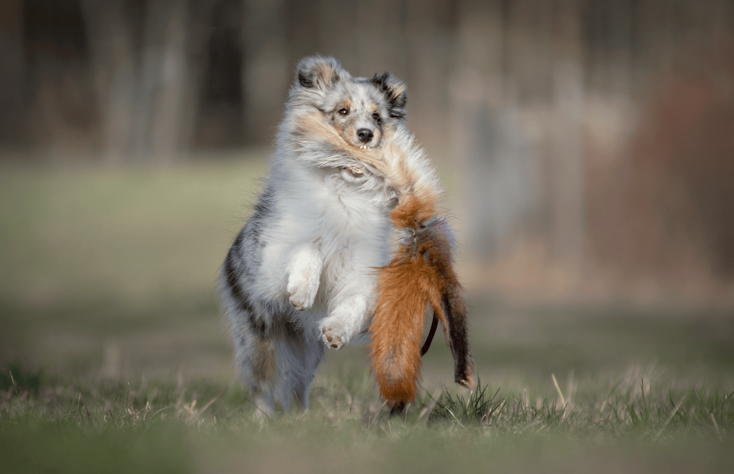 Elastisk blackfiskjager med rev