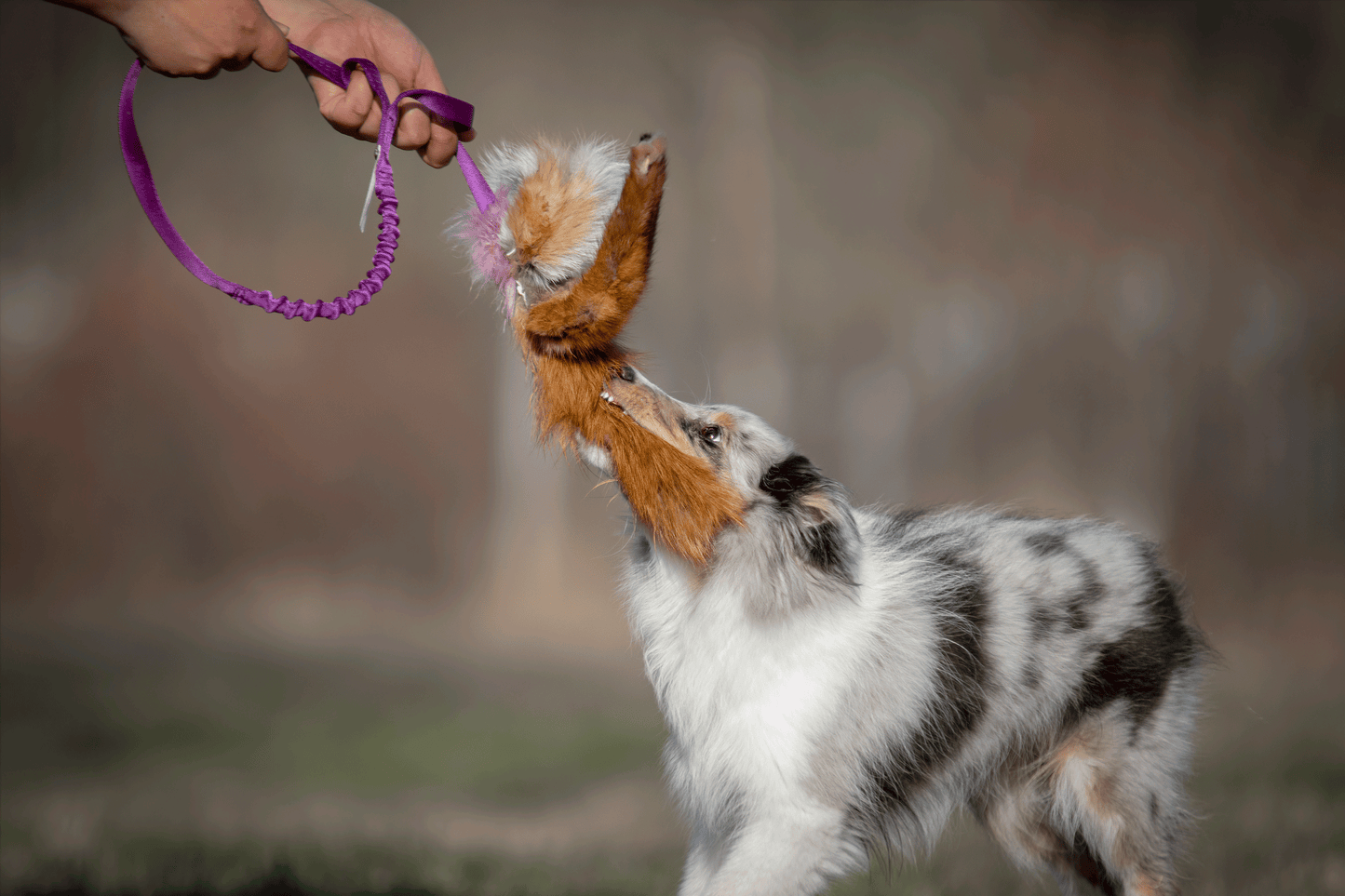 Elastisk blackfiskjager med rev