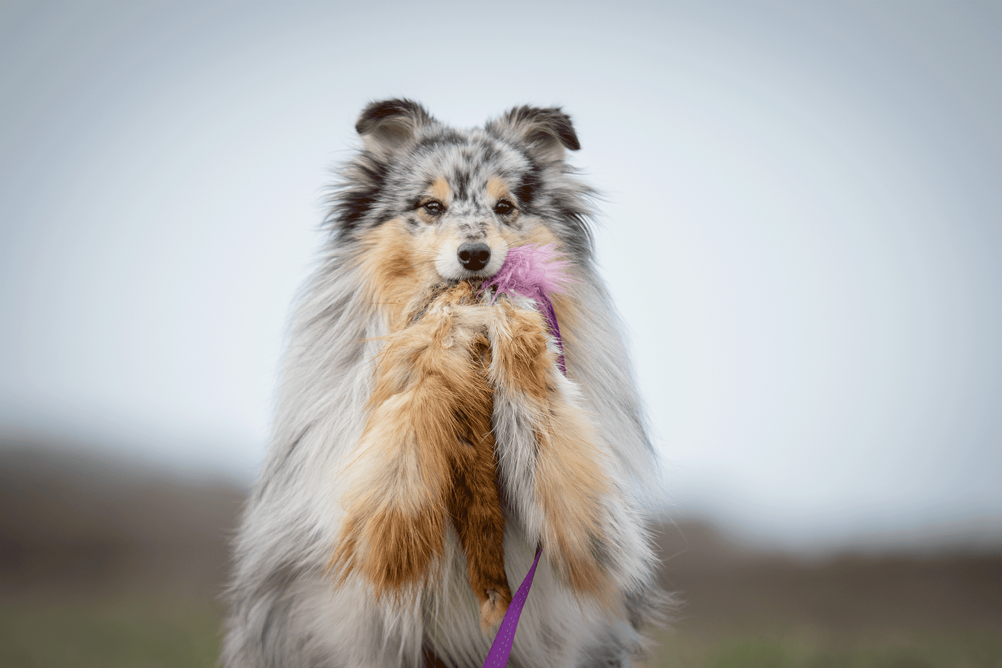 Elastisk blackfiskjager med rev