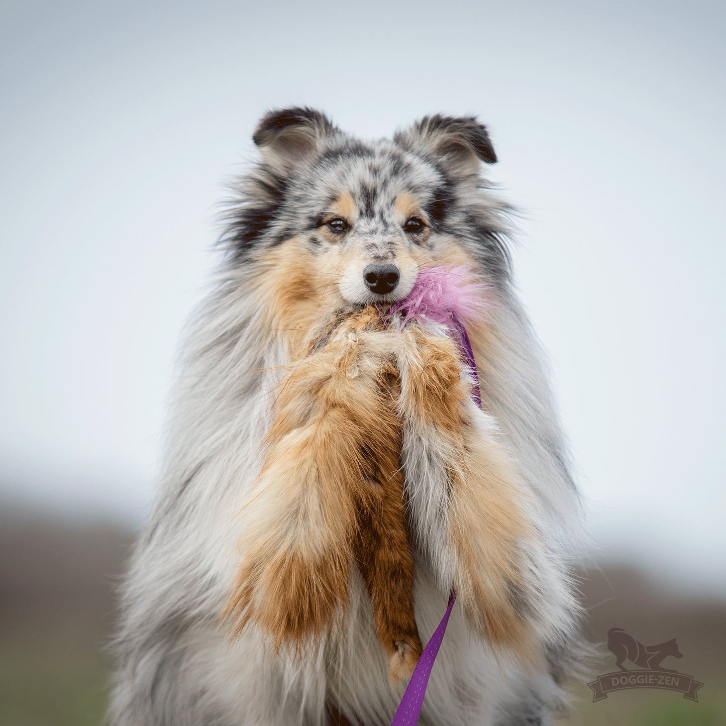 Elastisk blackfiskjager med rev