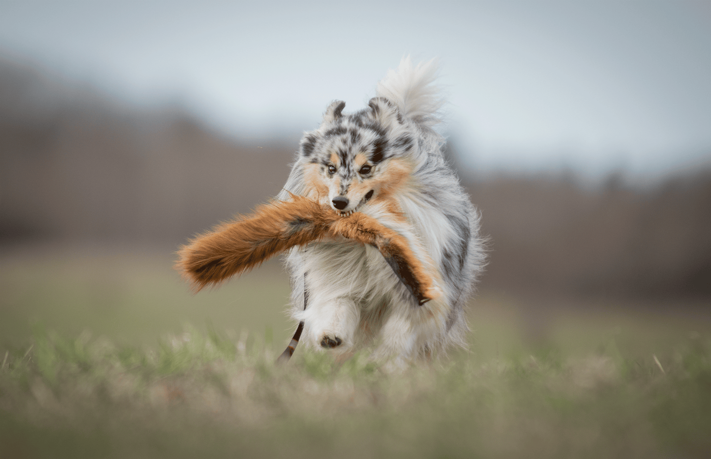 Elastisk blackfiskjager med rev