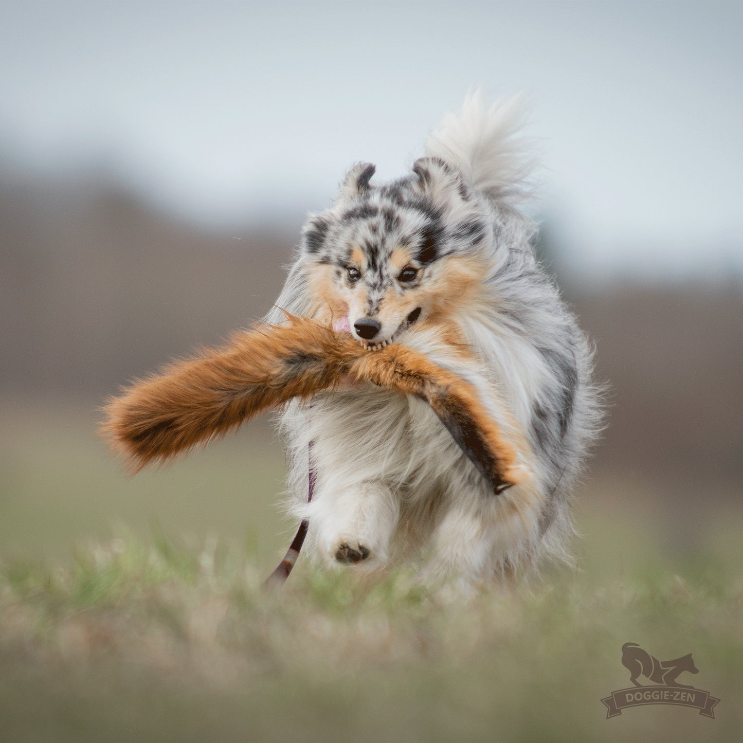 Elastisk blackfiskjager med rev