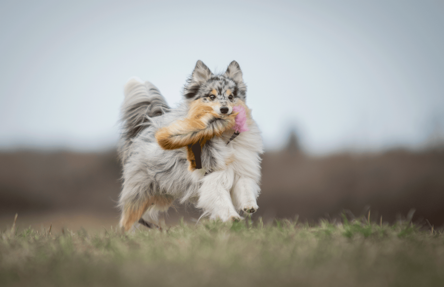 Elastisk blackfiskjager med rev