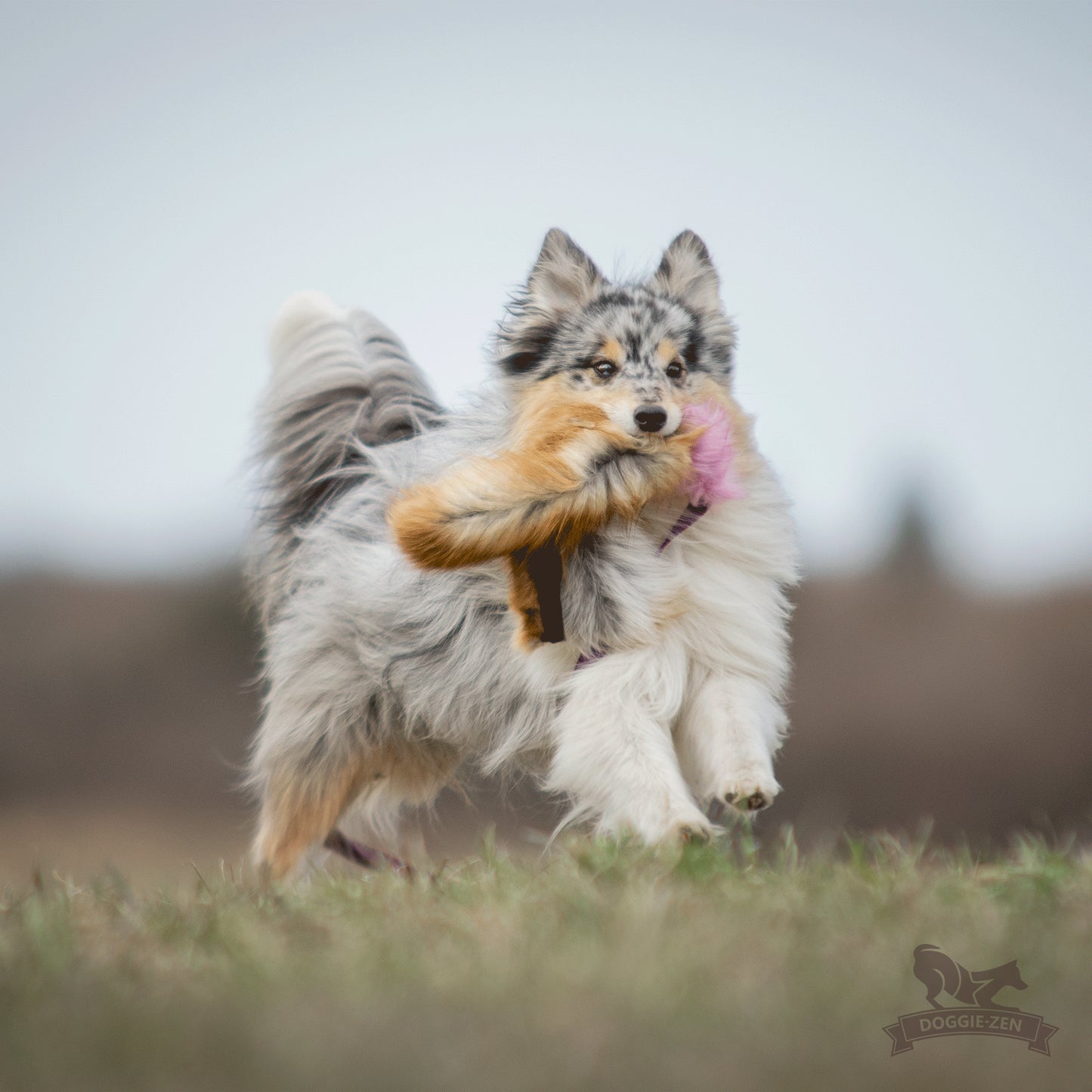 Elastisk blackfiskjager med rev